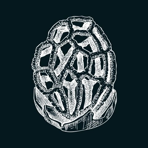 Red cage mushroom sketch. Weird fungus illustration in vintage style. Hand-drawn forest plant. Latticed stinkhorn - exotic mushroom drawing on chalkboard